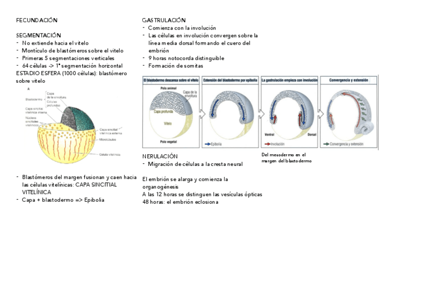 Miniatura del documento DANIO-RERIO.pdf