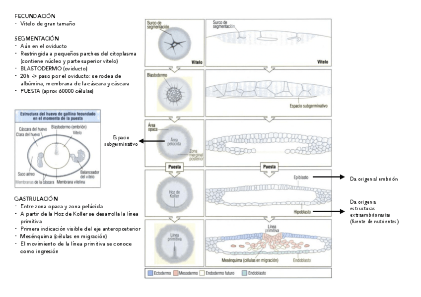Miniatura del documento POLLO.pdf