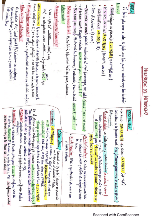 Miniatura del documento Cuadro-resumen-metabolismo-Nitrogeno.pdf