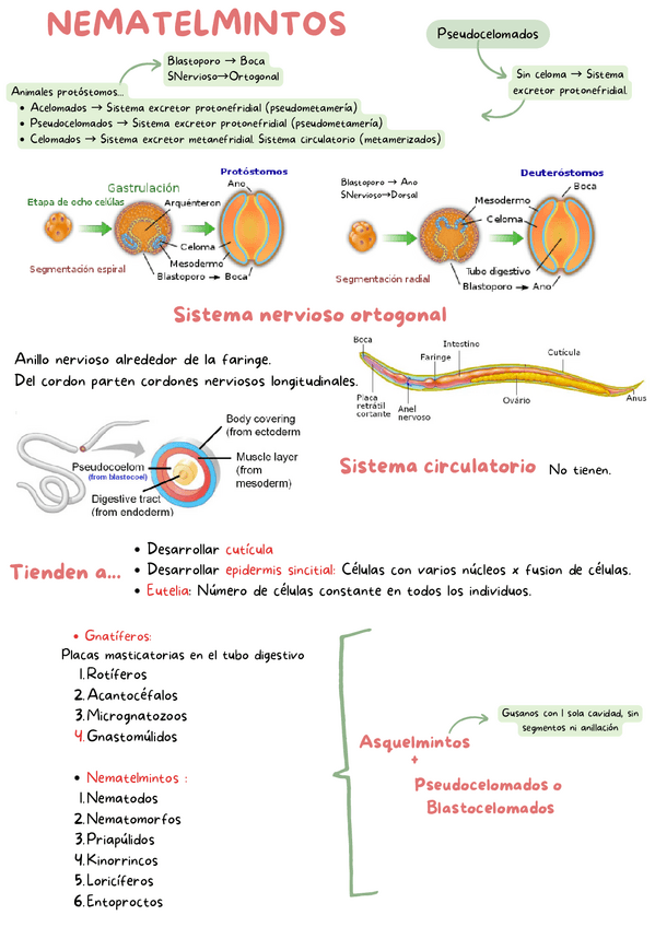 Miniatura del documento Todo-Nematelmintos.pdf