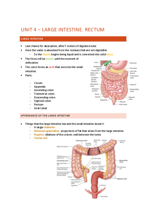 Miniatura del documento lesson-4-anato-IV.pdf