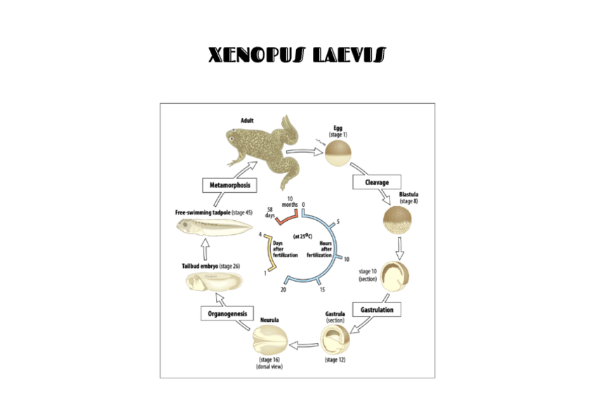 Miniatura del documento RESUMEN-4-Y-5.pdf