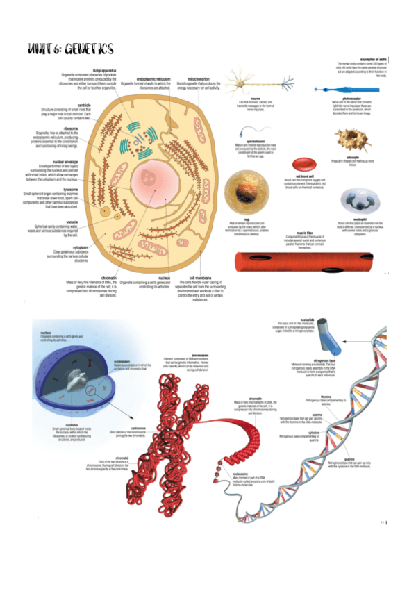 Miniatura del documento VOCABULARIO-INGLES-P2.pdf