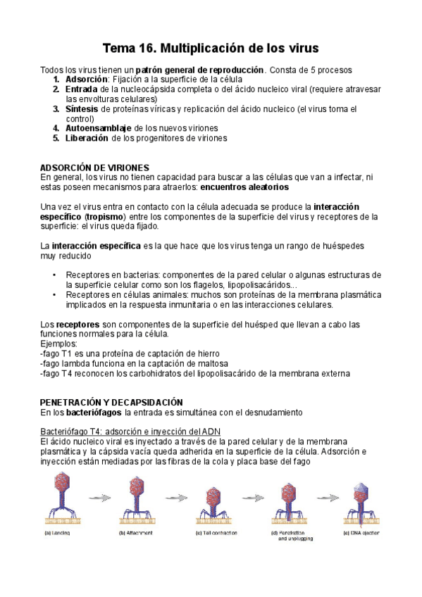 Miniatura del documento T16-Multiplicacion-de-los-virus-pdf.pdf
