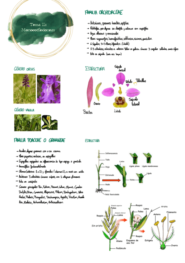 Miniatura del documento Tema-11-botanica.pdf