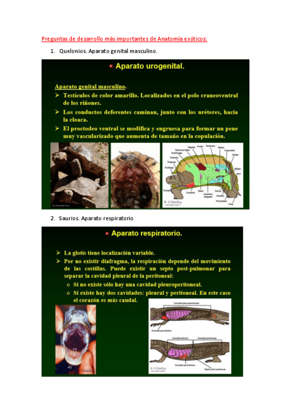 Miniatura del documento Preguntas-de-examenes-Anatomia-exoticos.pdf
