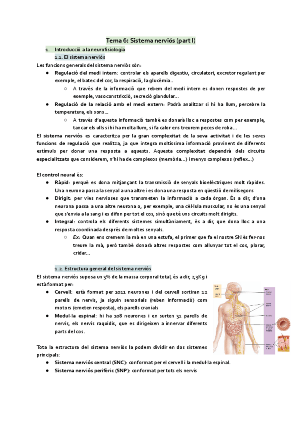 Miniatura del documento Tema 6. Sistema nerviós part 1.pdf