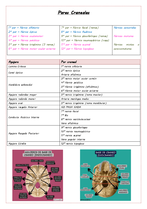 Miniatura del documento Pares Craneales y plexo cervical.pdf