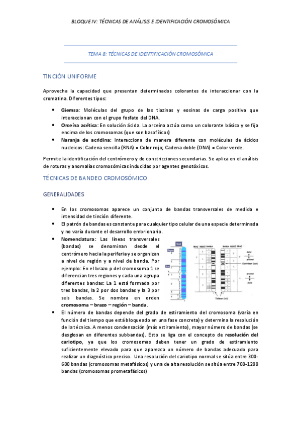 Miniatura del documento TEMA-8-TECNICAS-DE-IDENTIFICACION-CROMOSOMICA.pdf