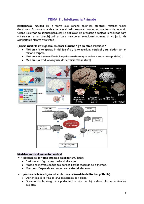 Miniatura del documento TEMA-11.-Inteligencia-Primate.pdf