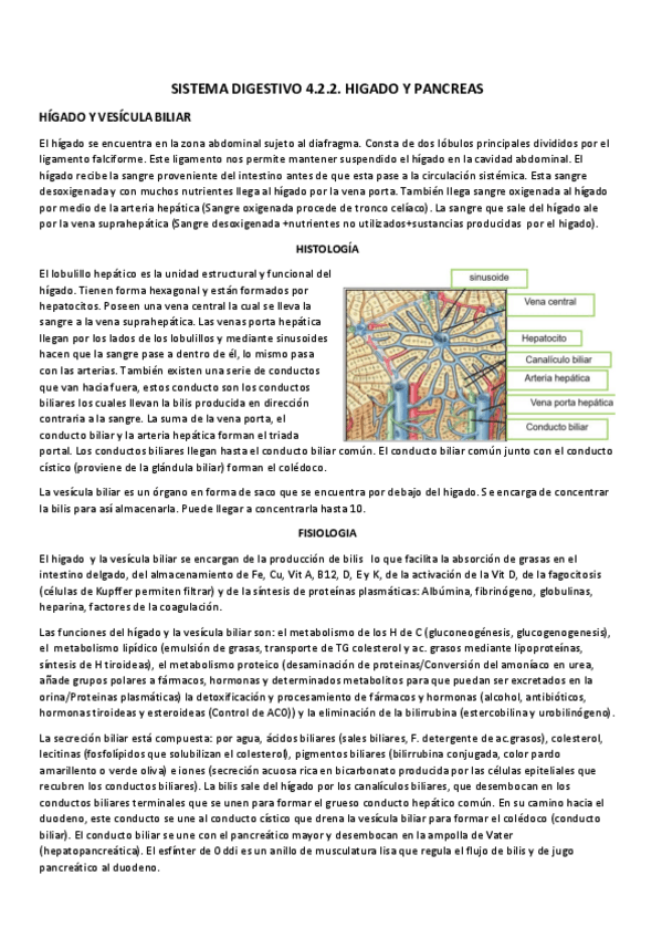 Miniatura del documento SISTEMA DIGESTIVO 4.2.2.pdf