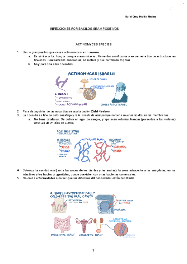 Miniatura del documento INFECCIONES-POR-BACILOS-GRAM-POSITIVOS-Documentos-de-Google.pdf