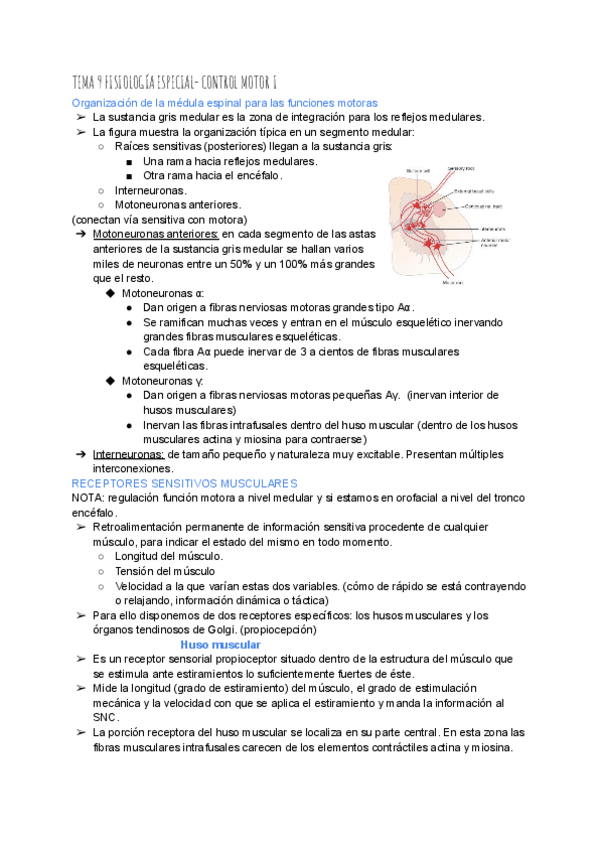 Miniatura del documento TEMA-9-FISIOLOGIA-ESPECIAL.pdf