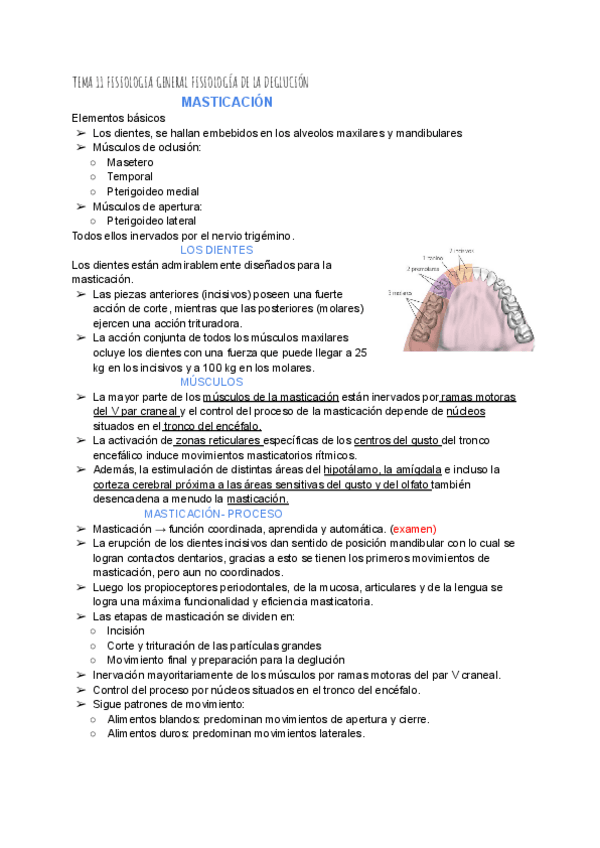 Miniatura del documento TEMA-11-FISIOLOGIA-ESPECIAL-DE-LA-DEGLUCION.pdf