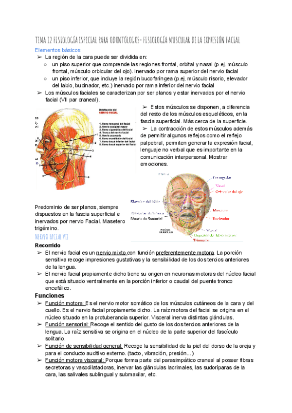 Miniatura del documento TEMA-12-FISIOLOGIA-ESPECIAL.pdf