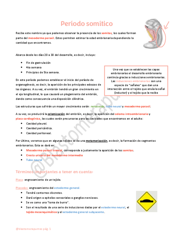 Miniatura del documento Período somítico: conceptos importantes.pdf
