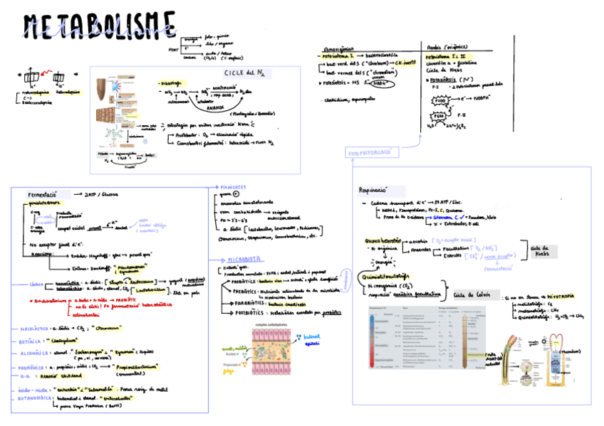 Miniatura del documento MICRO-1-Esquema-2-pagines.pdf