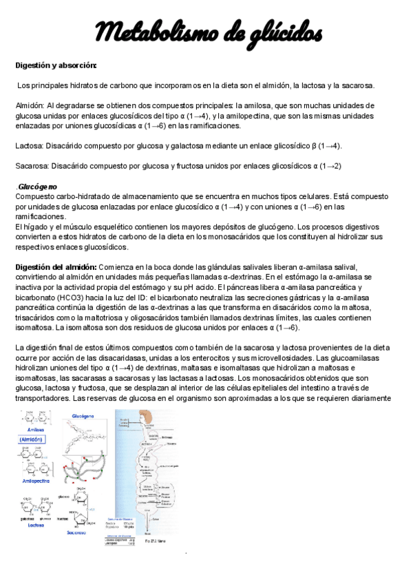 Miniatura del documento Glucidos-I.pdf