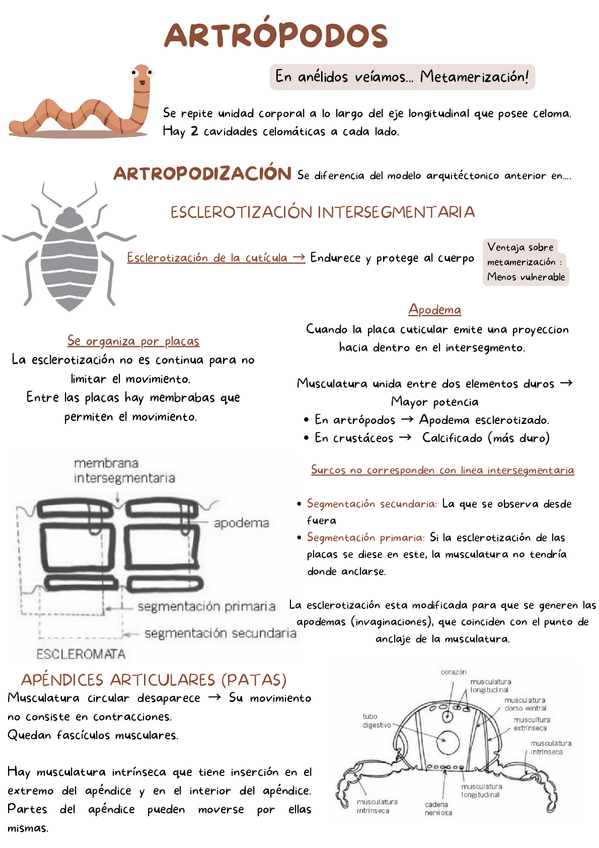 Miniatura del documento Todo-Artropodos..pdf
