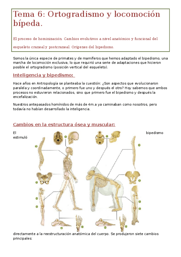 Miniatura del documento Tema 6. Bipedismo.odt