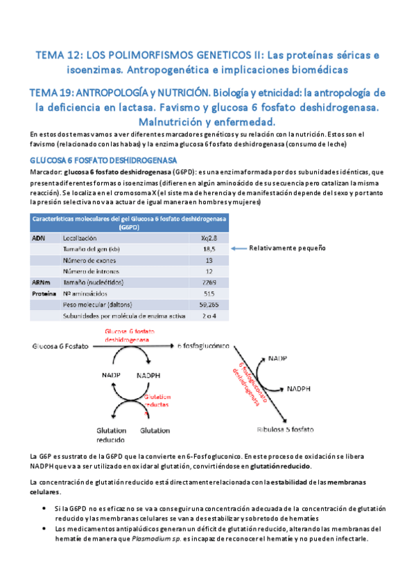 Miniatura del documento Tema 12 - 19. Polimorfismos genéticos.pdf