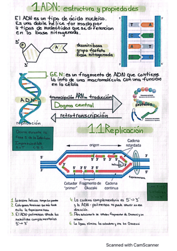 Miniatura del documento Replicacion-del-ADN.pdf