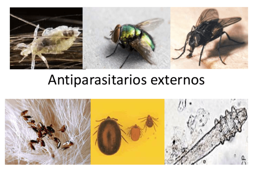 Miniatura del documento 17.-Antiparasitarios-externos.pdf