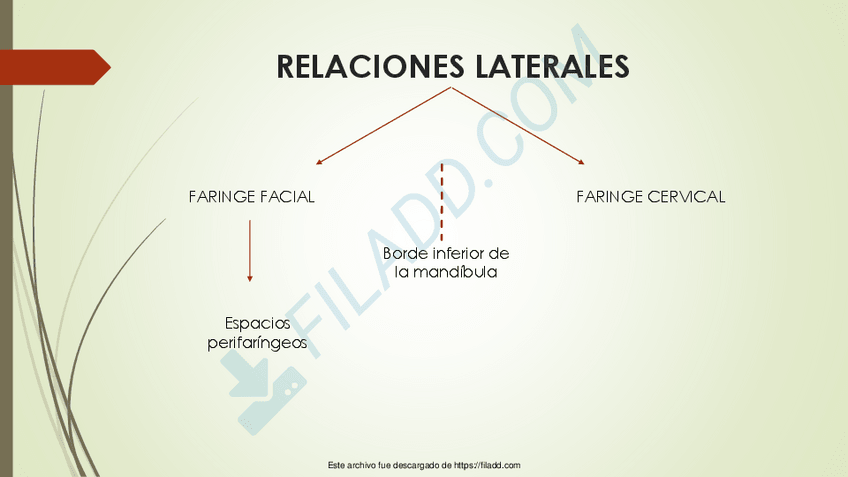 Miniatura del documento FARINGE2-1merged-1.pdf