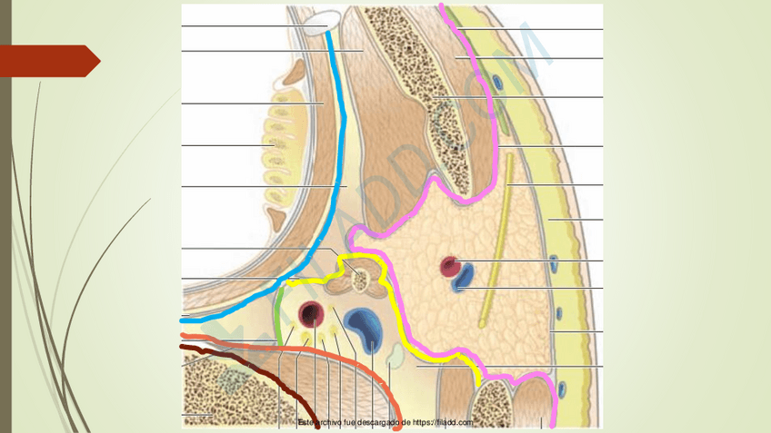 Miniatura del documento FARINGE2-1merged-3.pdf