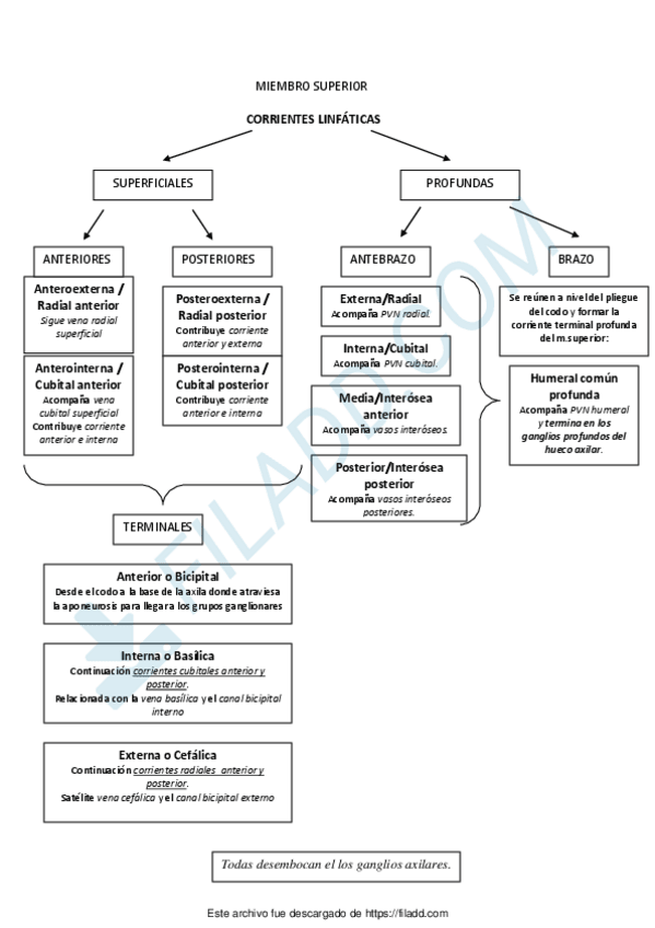 Miniatura del documento LINFATICOS-MSmerged-1.pdf