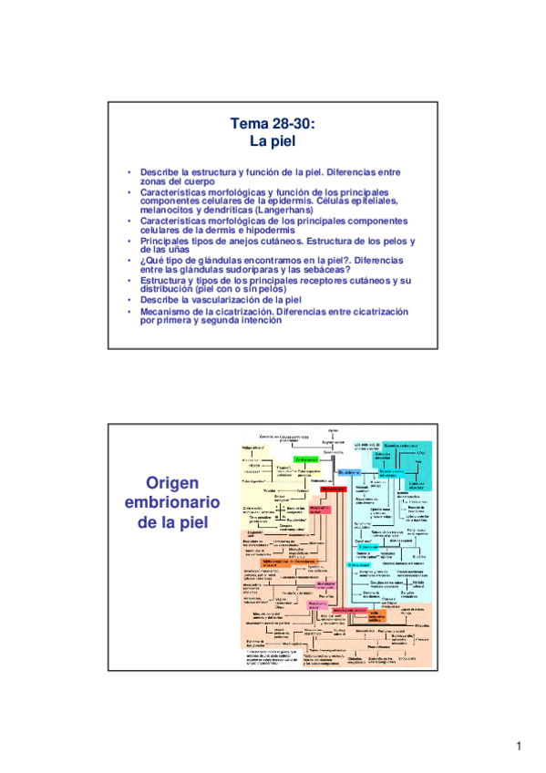 Miniatura del documento 285025Lec-5.7-5.8-5.9-Piel-y-receptores-cutaneos-2x.pdf