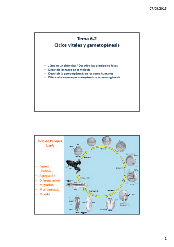 Miniatura del documento 285027Lec-6.2-Ciclos-vitales.-Gametogenesis-2x.pdf