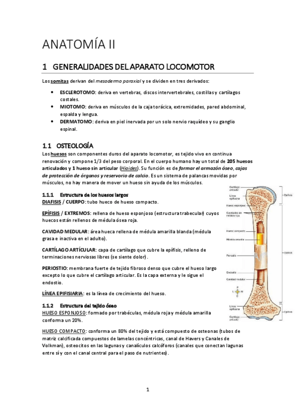 Miniatura del documento ANATOMIA-II.pdf