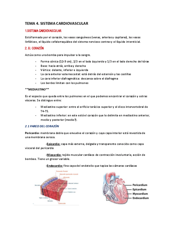 Miniatura del documento TEMA-4-ANATOMIA.pdf