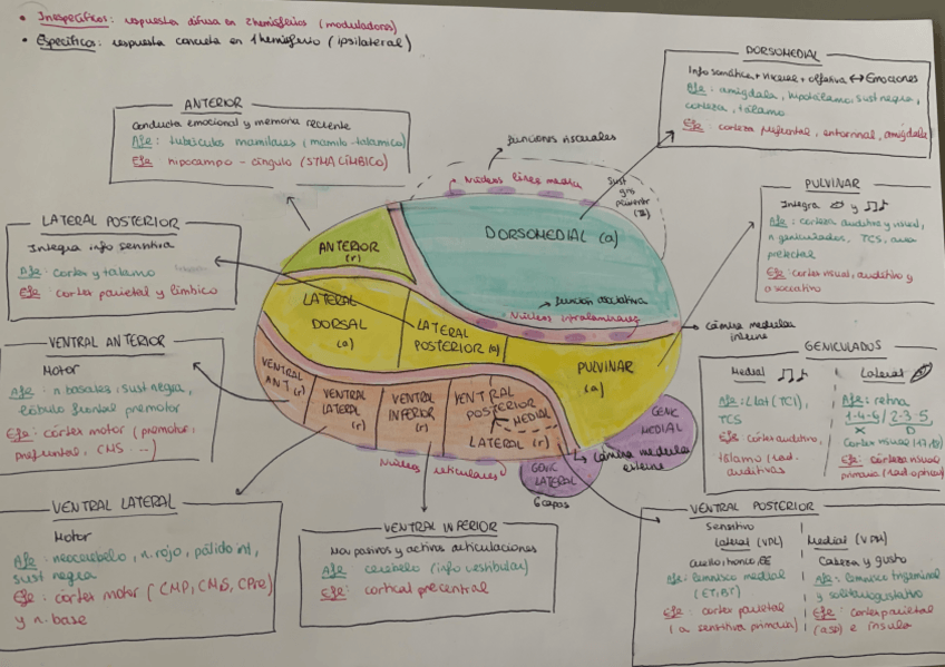 Miniatura del documento Talamo-aferencias-y-eferencias.pdf