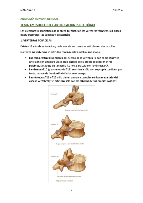 Miniatura del documento TEMA 12 - ESQUELETO Y ARTICULACIONES DEL TÓRAX.pdf