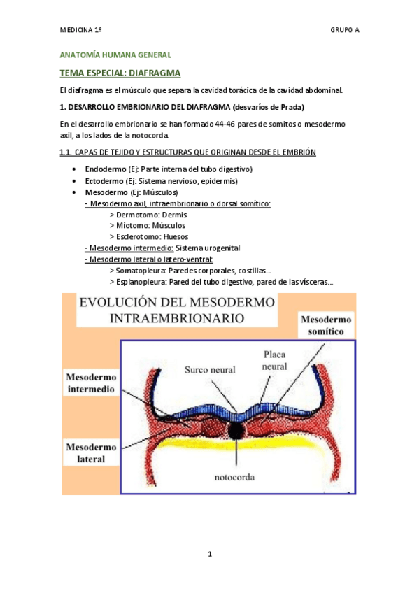 Miniatura del documento TEMA 12.5 DIAFRAGMA.pdf