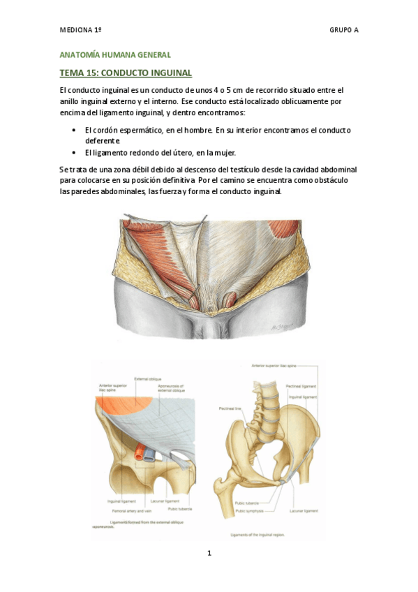 Miniatura del documento TEMA 15 - CONDUCTO INGUINAL.pdf