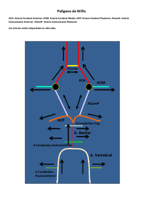 Miniatura del documento Laminas-Vascular-Actividad-1-Resuelta.pdf