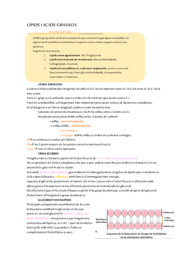 Miniatura del documento LIPIDS-I-ACIDS-GRASSOS.pdf