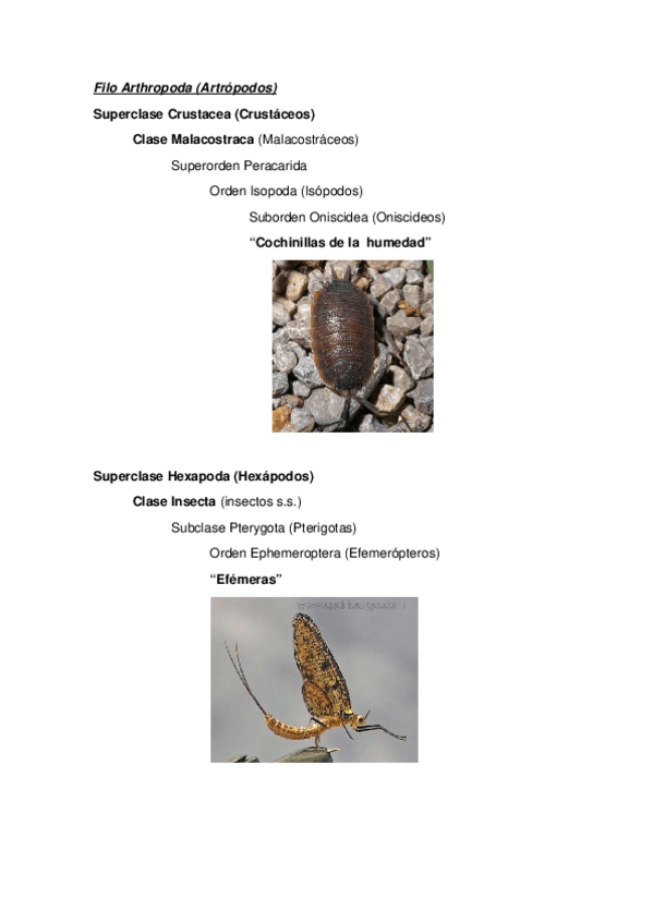 Miniatura del documento visu anexo.docx