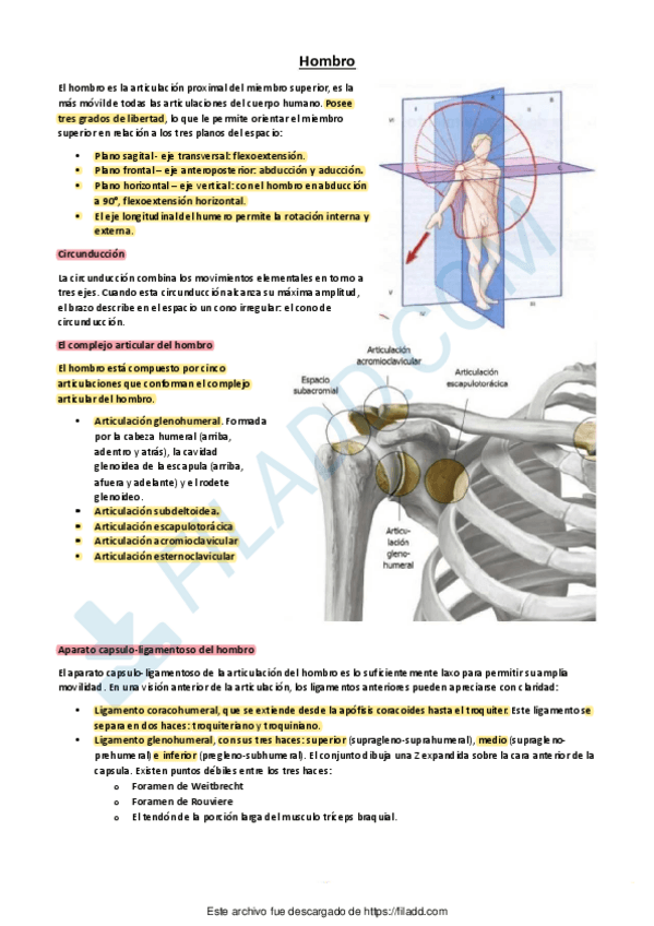 Miniatura del documento Biomecanica-de-Miembro-Superior-hombro-a-muneca-Kapandji-RESUMEN.pdf