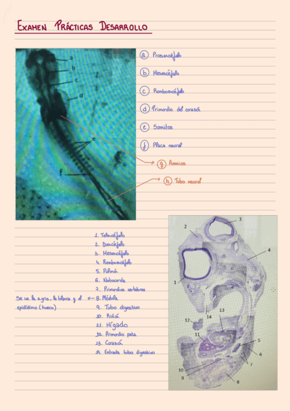 Miniatura del documento Examen-Practicas-Desarrollo-2022.pdf