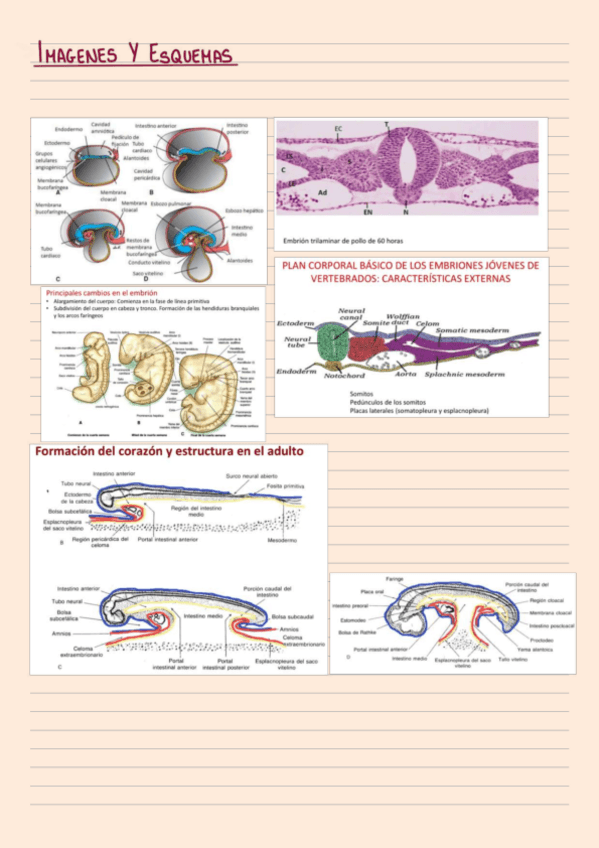 Miniatura del documento Preguntas-cortas-desarrollo.pdf