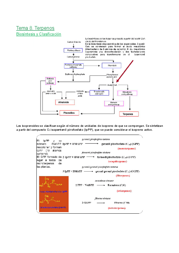 Miniatura del documento Tema-8.-Terpenos.pdf