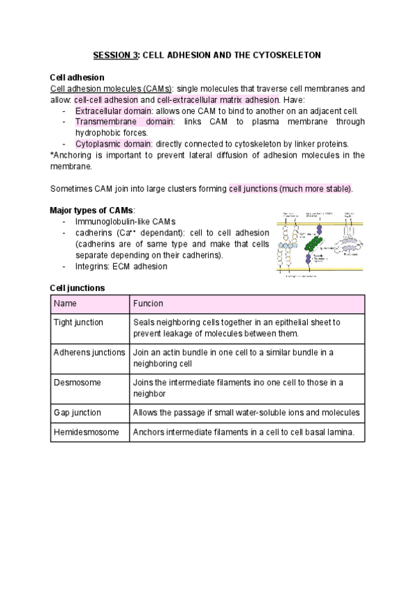 Miniatura del documento SESSION-3-cell-adhesion-and-the-cytoskeleton.pdf