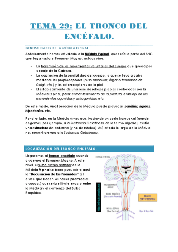 Miniatura del documento TEMA 29. EL TRONCO DEL ENCÉFALO..pdf