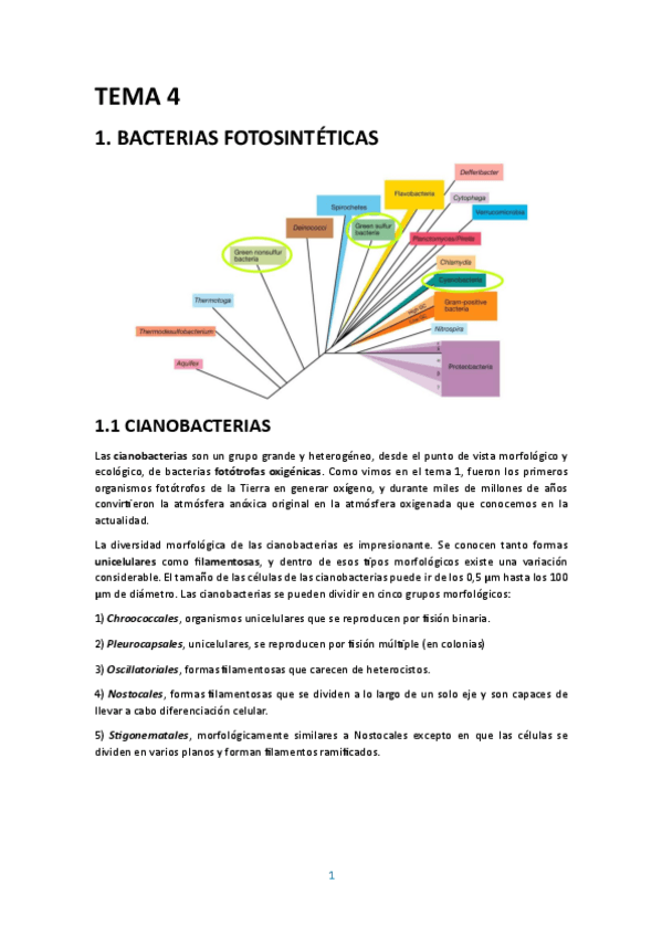 Miniatura del documento Tema-4-resumen-del-Brock.pdf