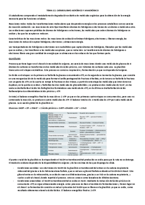 Miniatura del documento CATABOLISMO.pdf