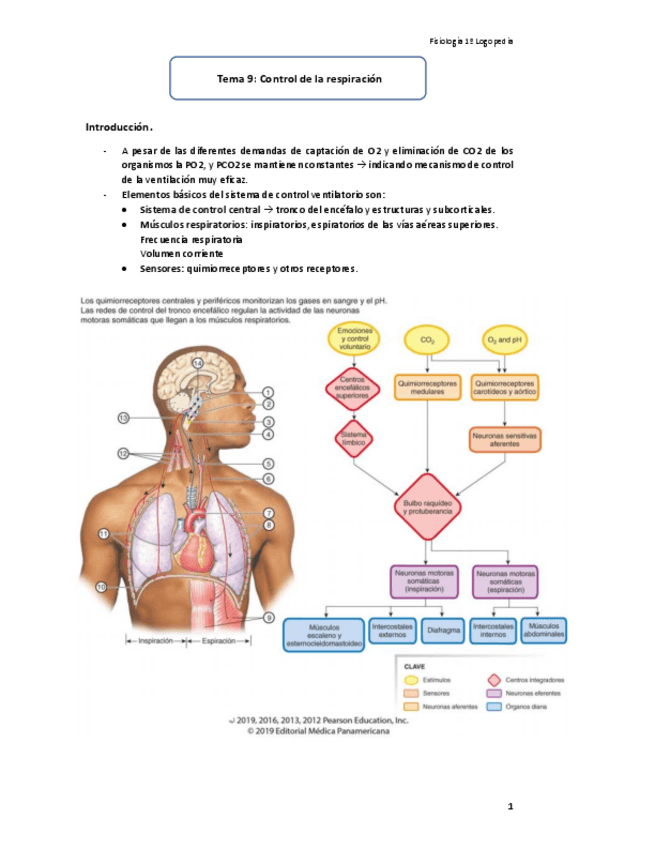Miniatura del documento Tema-9-Control-de-la-Respiracion.PDF